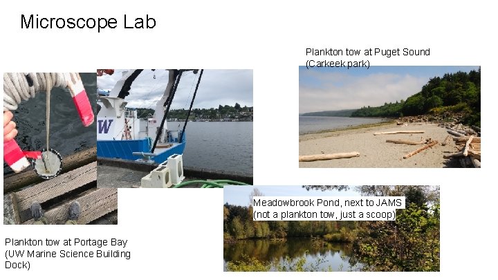 Microscope Lab Plankton tow at Puget Sound (Carkeek park) Meadowbrook Pond, next to JAMS