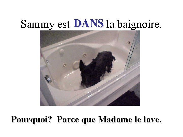 Sammy est DANS la baignoire. Pourquoi? Parce que Madame le lave. 