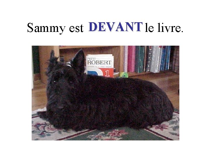 Sammy est DEVANT le livre. 