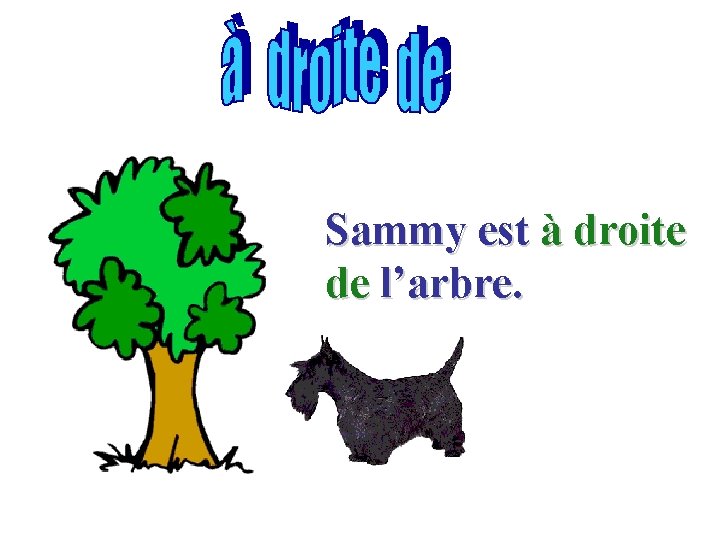 Sammy est à droite de l’arbre. 