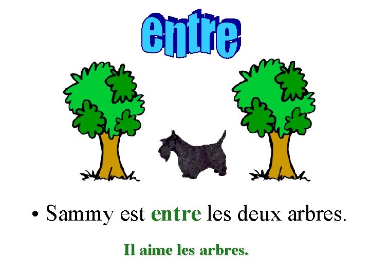  • Sammy est entre les deux arbres. Il aime les arbres. 