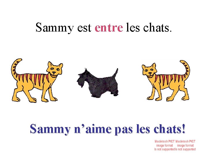 Sammy est entre les chats. Sammy n’aime pas les chats! 