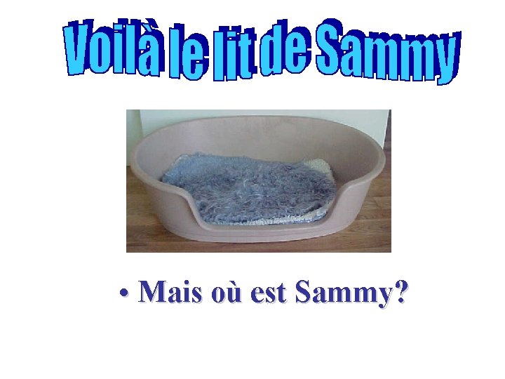  • Mais où est Sammy? 