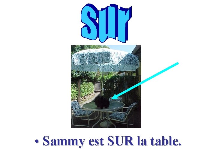  • Sammy est SUR la table. 