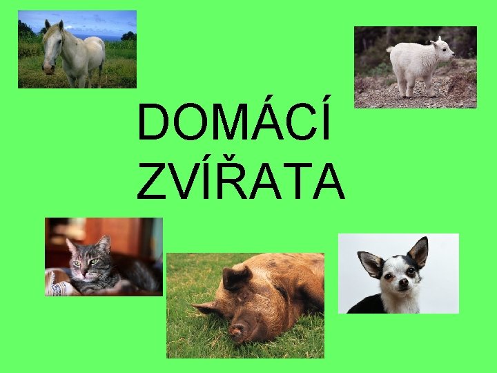 DOMÁCÍ ZVÍŘATA 
