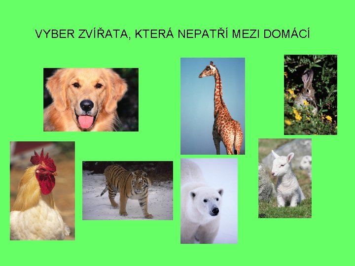 VYBER ZVÍŘATA, KTERÁ NEPATŘÍ MEZI DOMÁCÍ 