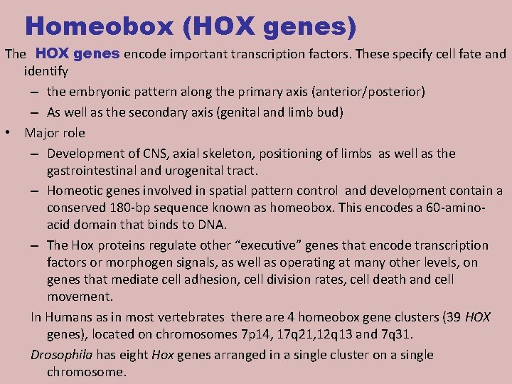Homeobox (HOX genes) The HOX genes encode important transcription factors. These specify cell fate