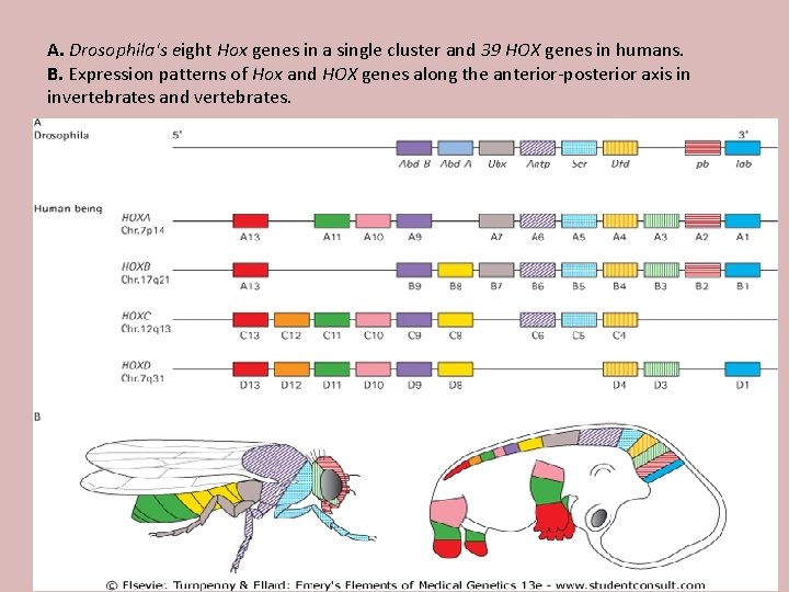 A. Drosophila's eight Hox genes in a single cluster and 39 HOX genes in