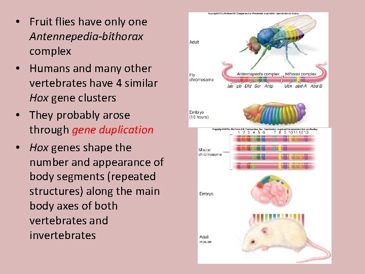  • Fruit flies have only one Antennepedia-bithorax complex • Humans and many other