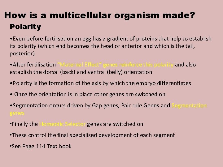 How is a multicellular organism made? Polarity • Even before fertilisation an egg has