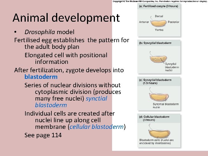 Animal development • Drosophila model Fertilised egg establishes the pattern for the adult body