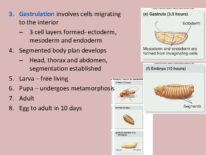 3. Gastrulation involves cells migrating to the interior – 3 cell layers formed- ectoderm,