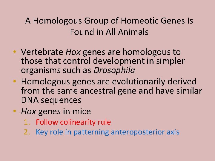 A Homologous Group of Homeotic Genes Is Found in All Animals • Vertebrate Hox