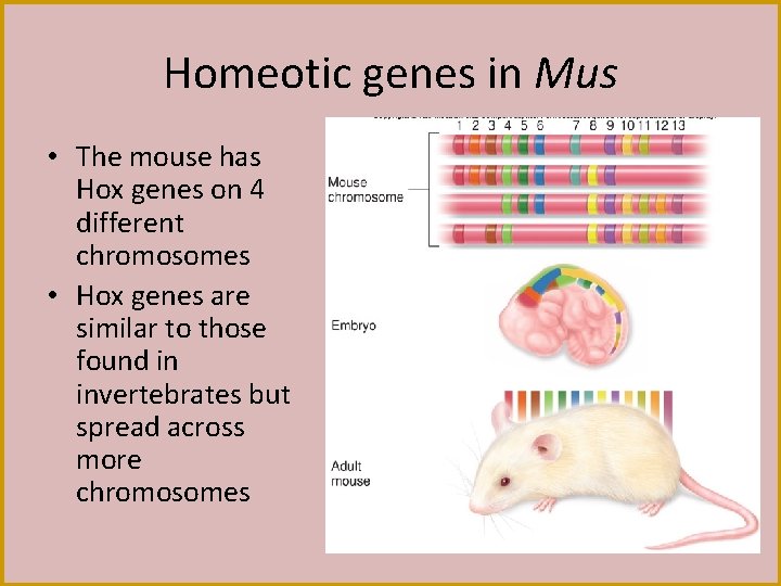 Homeotic genes in Mus • The mouse has Hox genes on 4 different chromosomes