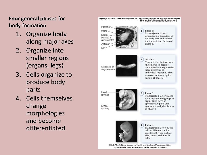 Four general phases for body formation 1. Organize body along major axes 2. Organize