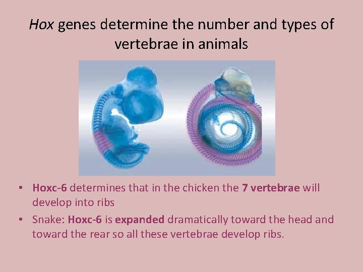 Hox genes determine the number and types of vertebrae in animals • Hoxc-6 determines