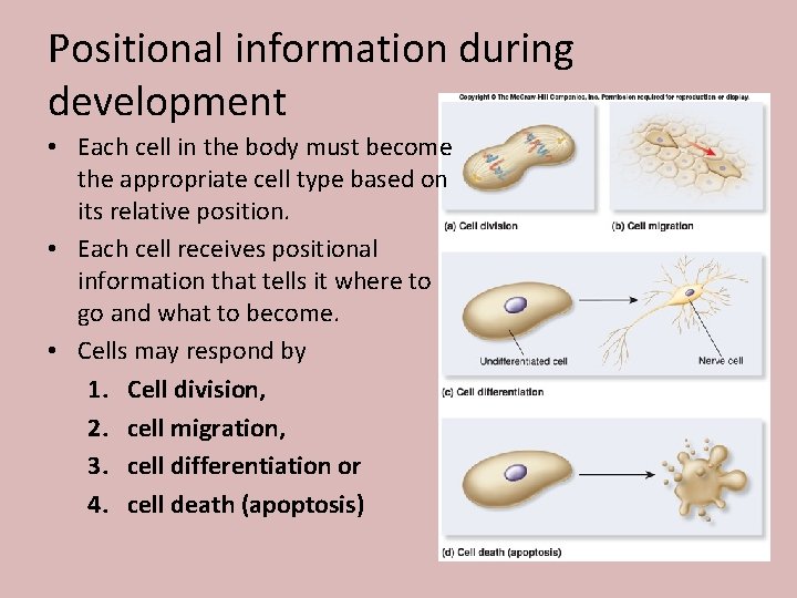 Positional information during development • Each cell in the body must become the appropriate