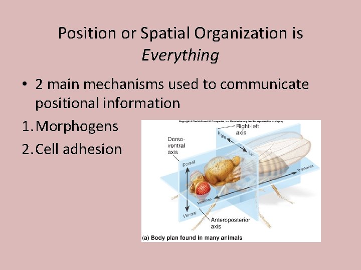 Position or Spatial Organization is Everything • 2 main mechanisms used to communicate positional