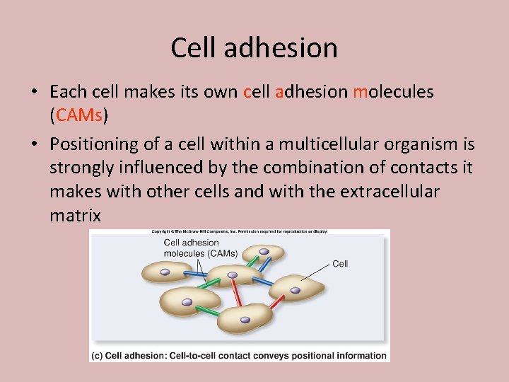 Cell adhesion • Each cell makes its own cell adhesion molecules (CAMs) • Positioning