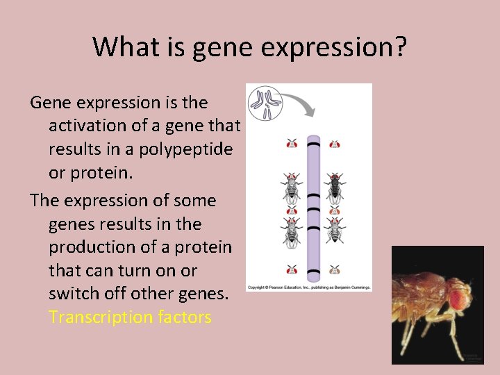 What is gene expression? Gene expression is the activation of a gene that results