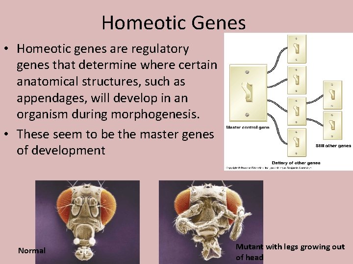 Homeotic Genes • Homeotic genes are regulatory genes that determine where certain anatomical structures,