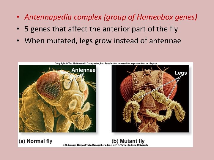  • Antennapedia complex (group of Homeobox genes) • 5 genes that affect the