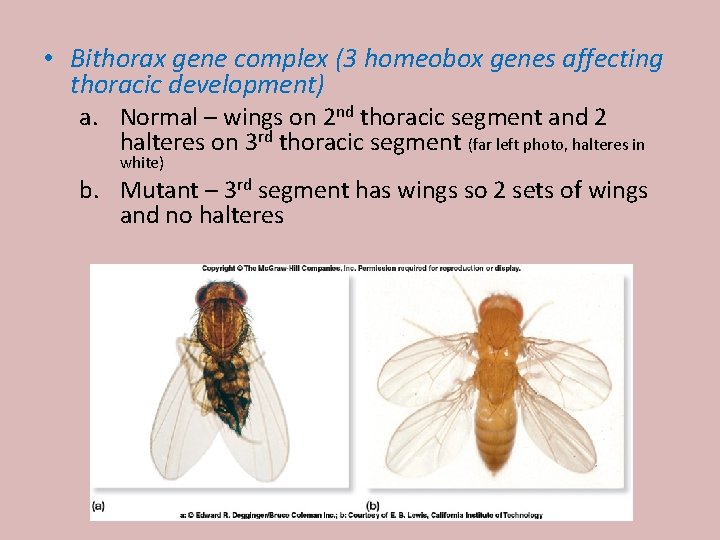  • Bithorax gene complex (3 homeobox genes affecting thoracic development) a. Normal –