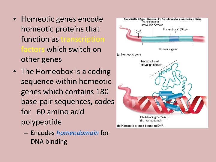  • Homeotic genes encode homeotic proteins that function as transcription factors which switch