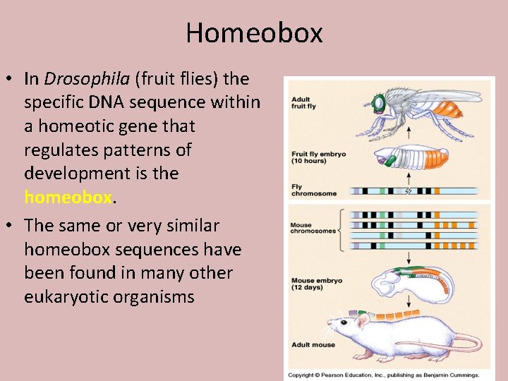 Homeobox • In Drosophila (fruit flies) the specific DNA sequence within a homeotic gene