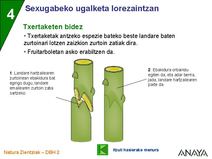 4 Sexugabeko ugalketa lorezaintzan Txertaketen bidez • Txertaketak antzeko espezie bateko beste landare baten