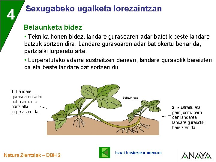 4 Sexugabeko ugalketa lorezaintzan Belaunketa bidez • Teknika honen bidez, landare gurasoaren adar batetik