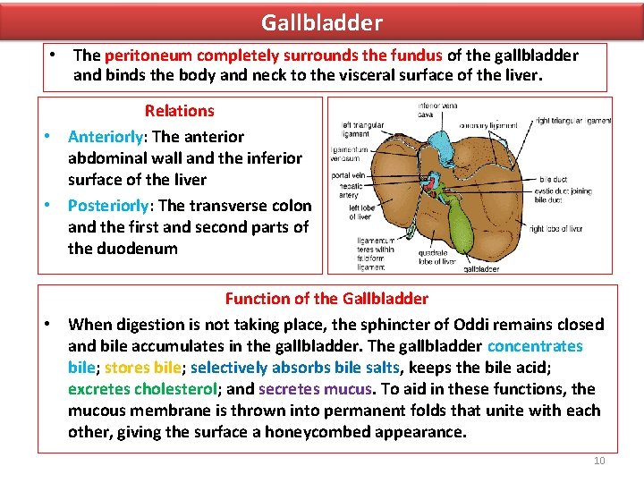 Gallbladder • The peritoneum completely surrounds the fundus of the gallbladder and binds the