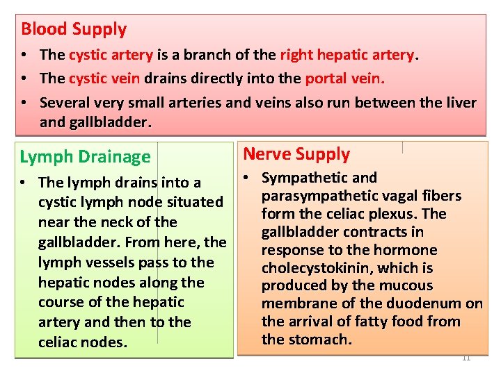 Blood Supply • The cystic artery is a branch of the right hepatic artery.