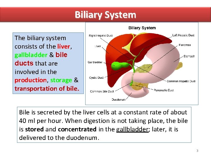 Biliary System The biliary system consists of the liver, gallbladder & bile ducts that