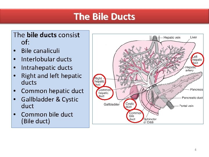 The Bile Ducts The bile ducts consist of: Bile canaliculi Interlobular ducts Intrahepatic ducts