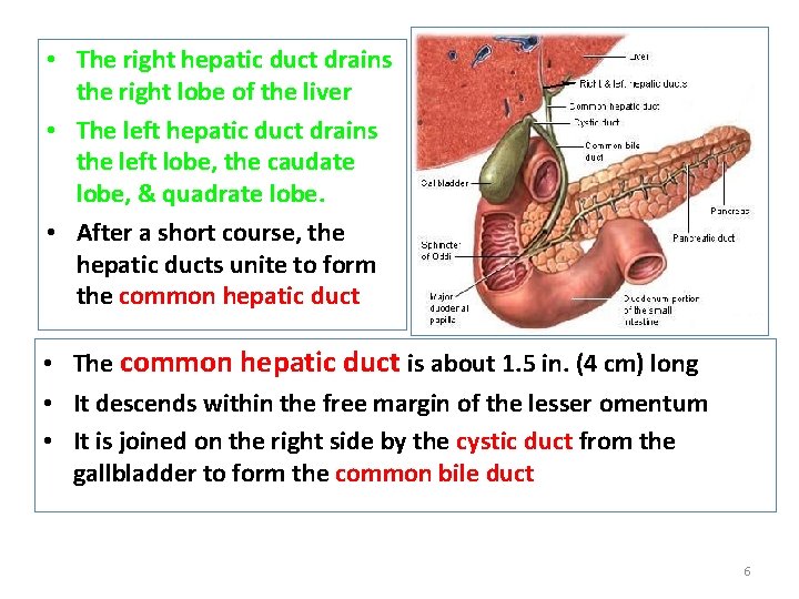  • The right hepatic duct drains the right lobe of the liver •