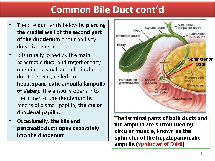 Common Bile Duct cont’d • The bile duct ends below by piercing the medial