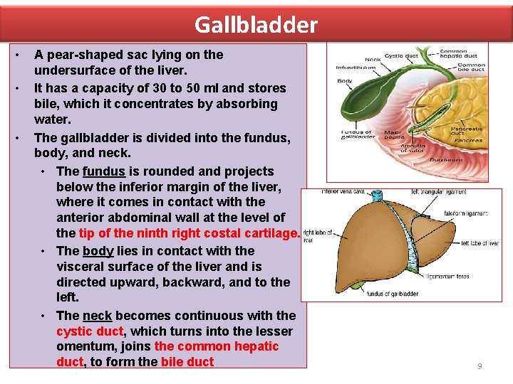 Gallbladder • • • A pear-shaped sac lying on the undersurface of the liver.