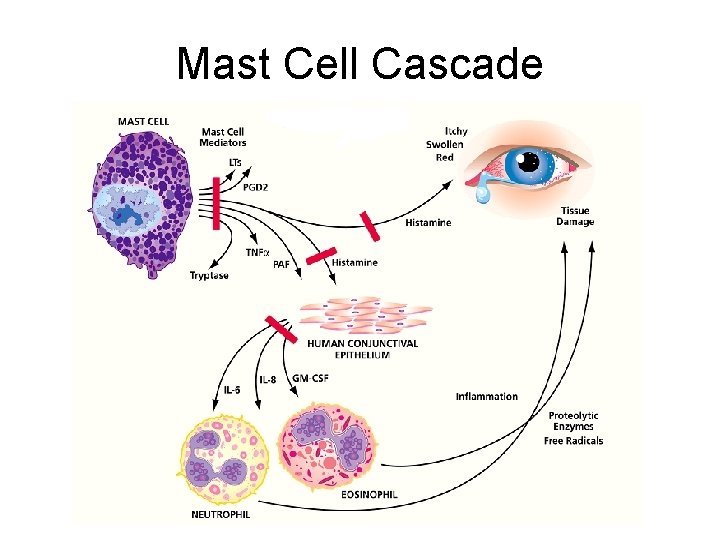 Mast Cell Cascade 