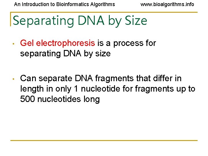 An Introduction to Bioinformatics Algorithms www. bioalgorithms. info Separating DNA by Size • Gel An Introduction to Bioinformatics Algorithms www. bioalgorithms. info Separating DNA by Size • Gel