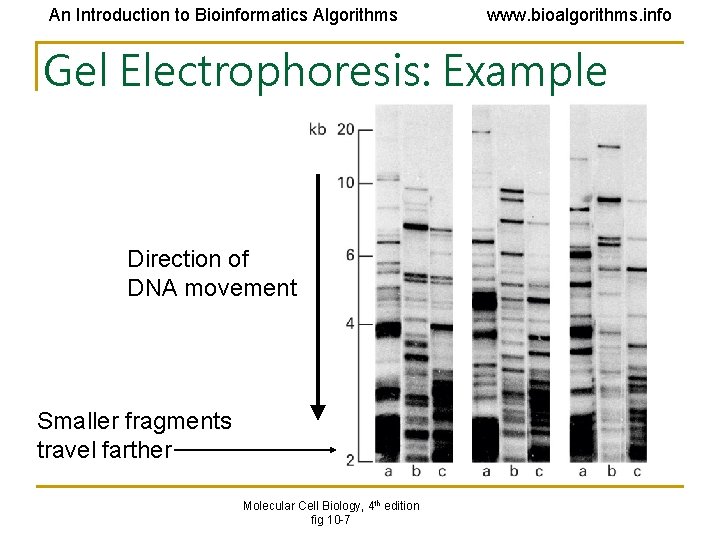 An Introduction to Bioinformatics Algorithms www. bioalgorithms. info Gel Electrophoresis: Example Direction of DNA An Introduction to Bioinformatics Algorithms www. bioalgorithms. info Gel Electrophoresis: Example Direction of DNA