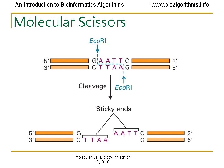 An Introduction to Bioinformatics Algorithms Molecular Scissors Molecular Cell Biology, 4 th edition fig An Introduction to Bioinformatics Algorithms Molecular Scissors Molecular Cell Biology, 4 th edition fig