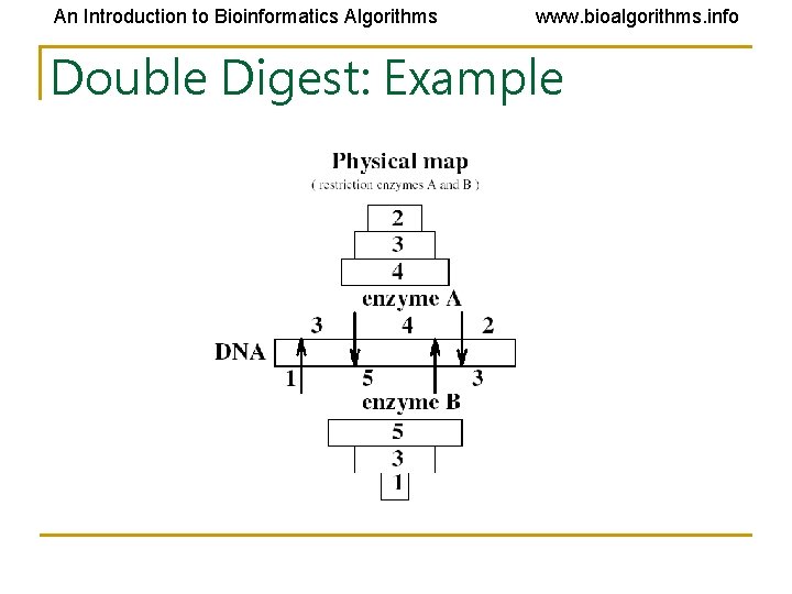 An Introduction to Bioinformatics Algorithms www. bioalgorithms. info Double Digest: Example An Introduction to Bioinformatics Algorithms www. bioalgorithms. info Double Digest: Example