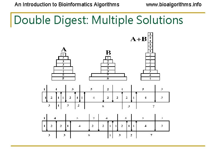 An Introduction to Bioinformatics Algorithms www. bioalgorithms. info Double Digest: Multiple Solutions An Introduction to Bioinformatics Algorithms www. bioalgorithms. info Double Digest: Multiple Solutions
