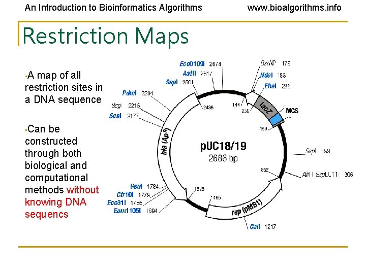 An Introduction to Bioinformatics Algorithms Restriction Maps • A map of all restriction sites An Introduction to Bioinformatics Algorithms Restriction Maps • A map of all restriction sites