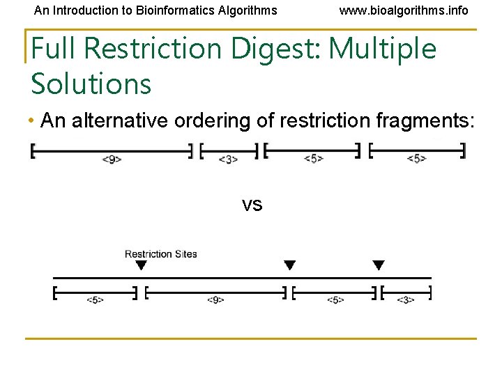 An Introduction to Bioinformatics Algorithms www. bioalgorithms. info Full Restriction Digest: Multiple Solutions • An Introduction to Bioinformatics Algorithms www. bioalgorithms. info Full Restriction Digest: Multiple Solutions •
