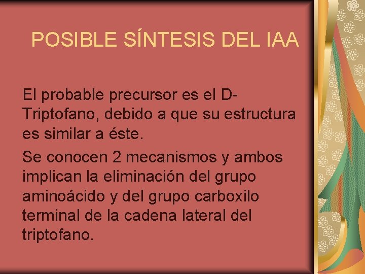 POSIBLE SÍNTESIS DEL IAA El probable precursor es el DTriptofano, debido a que su