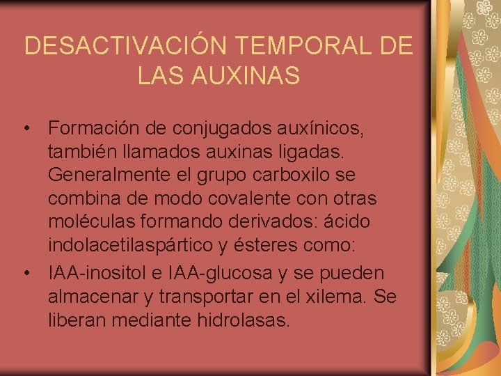 DESACTIVACIÓN TEMPORAL DE LAS AUXINAS • Formación de conjugados auxínicos, también llamados auxinas ligadas.