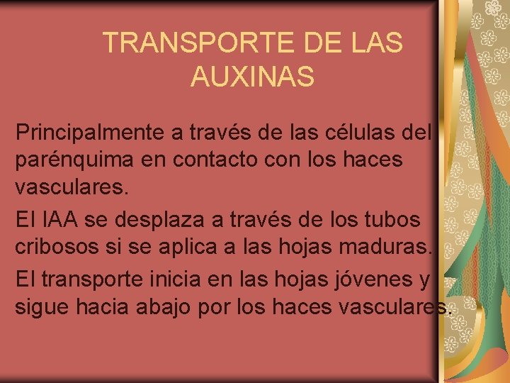 TRANSPORTE DE LAS AUXINAS Principalmente a través de las células del parénquima en contacto