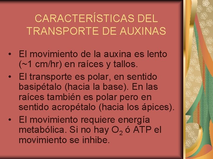 CARACTERÍSTICAS DEL TRANSPORTE DE AUXINAS • El movimiento de la auxina es lento (~1